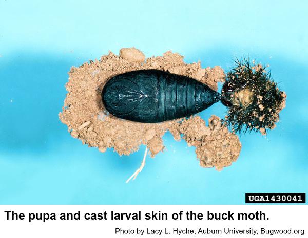 Buck moth caterpillars pupa
